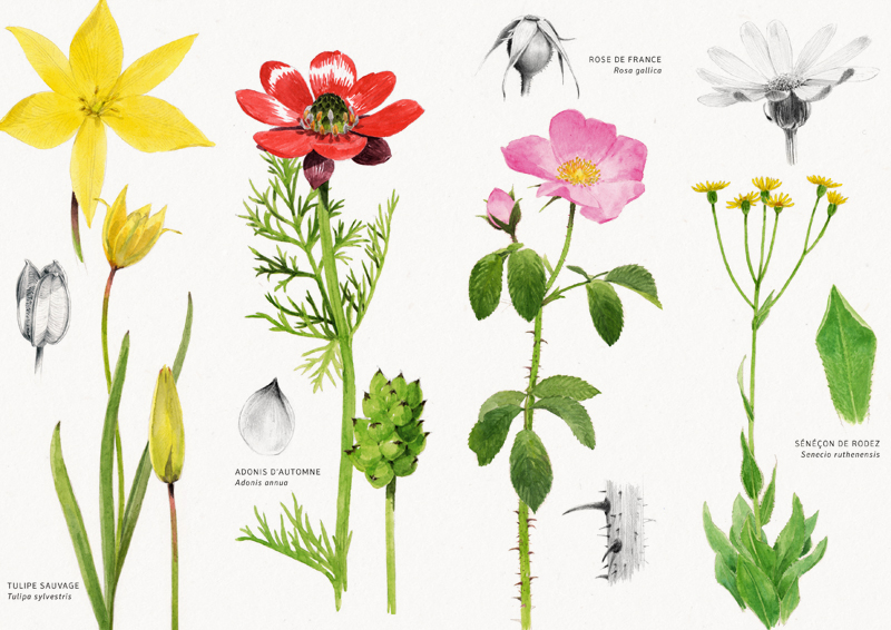 Tulipe, adonis, rose, séneçon