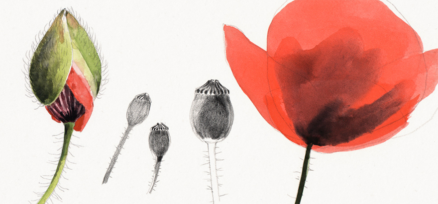 Coquelicot