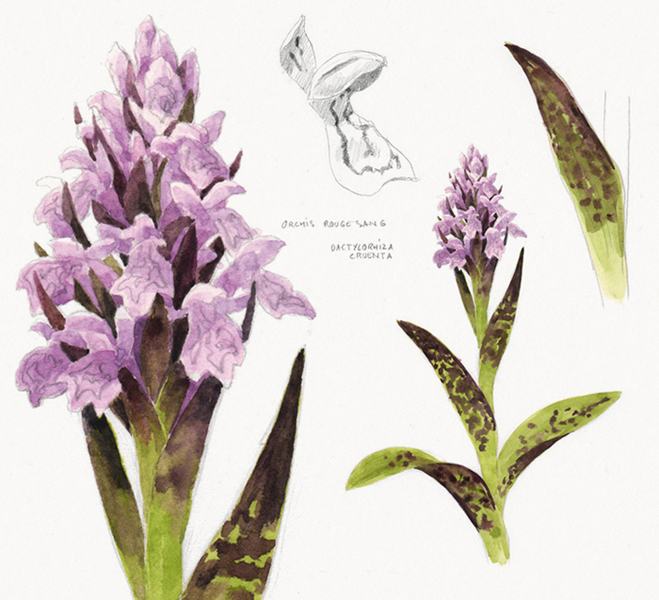 Orchis rouge sang