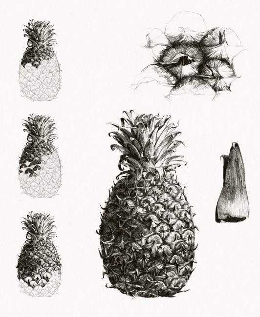 Ananas