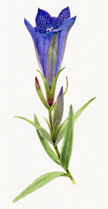 Gentiane pneumonanthe