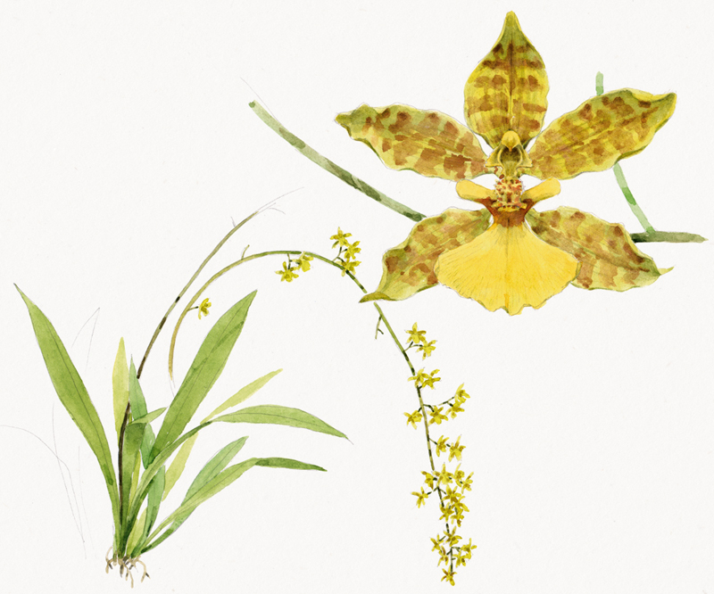 Oncidium altissimum