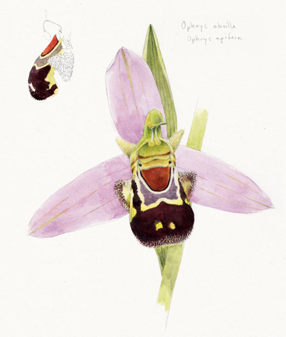 Ophrys abeille