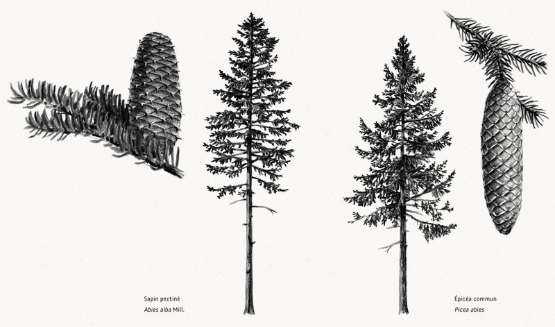Sapin et Épicéa