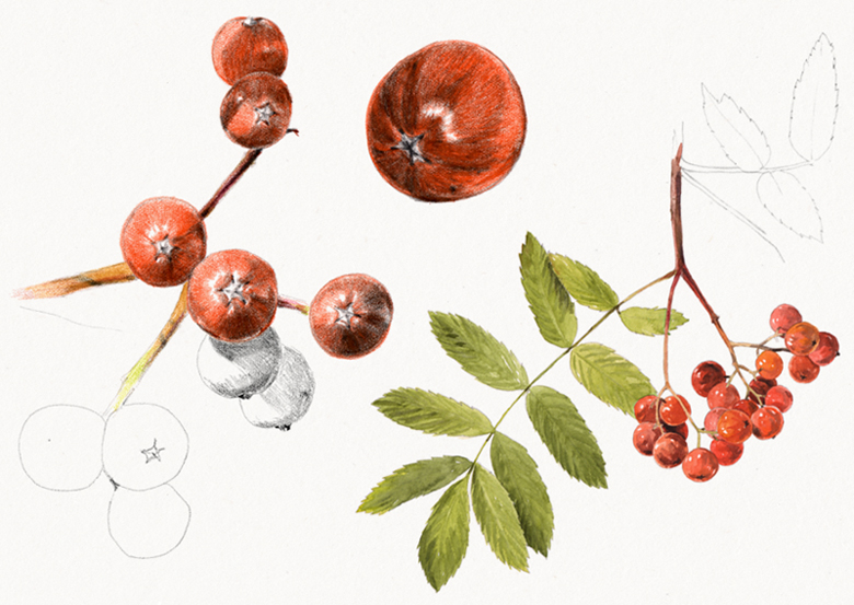 Sorbier des oiseleurs