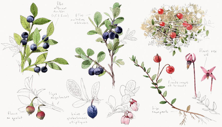 Myrtille, airelle et canneberge