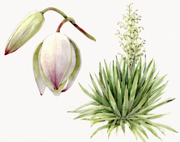 Yucca